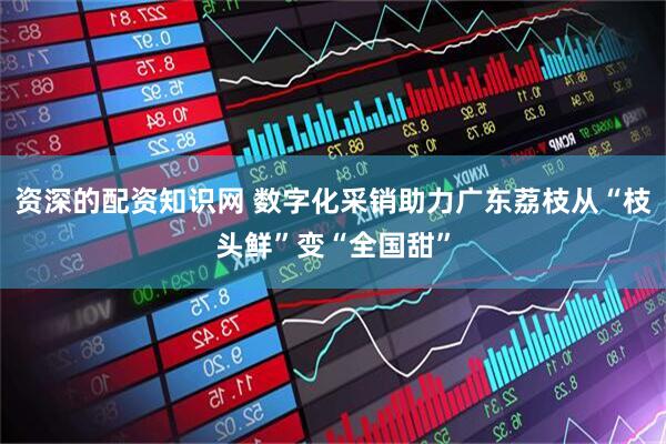 资深的配资知识网 数字化采销助力广东荔枝从“枝头鲜”变“全国甜”